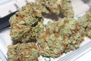 Jack Herer Details and Review in 2023